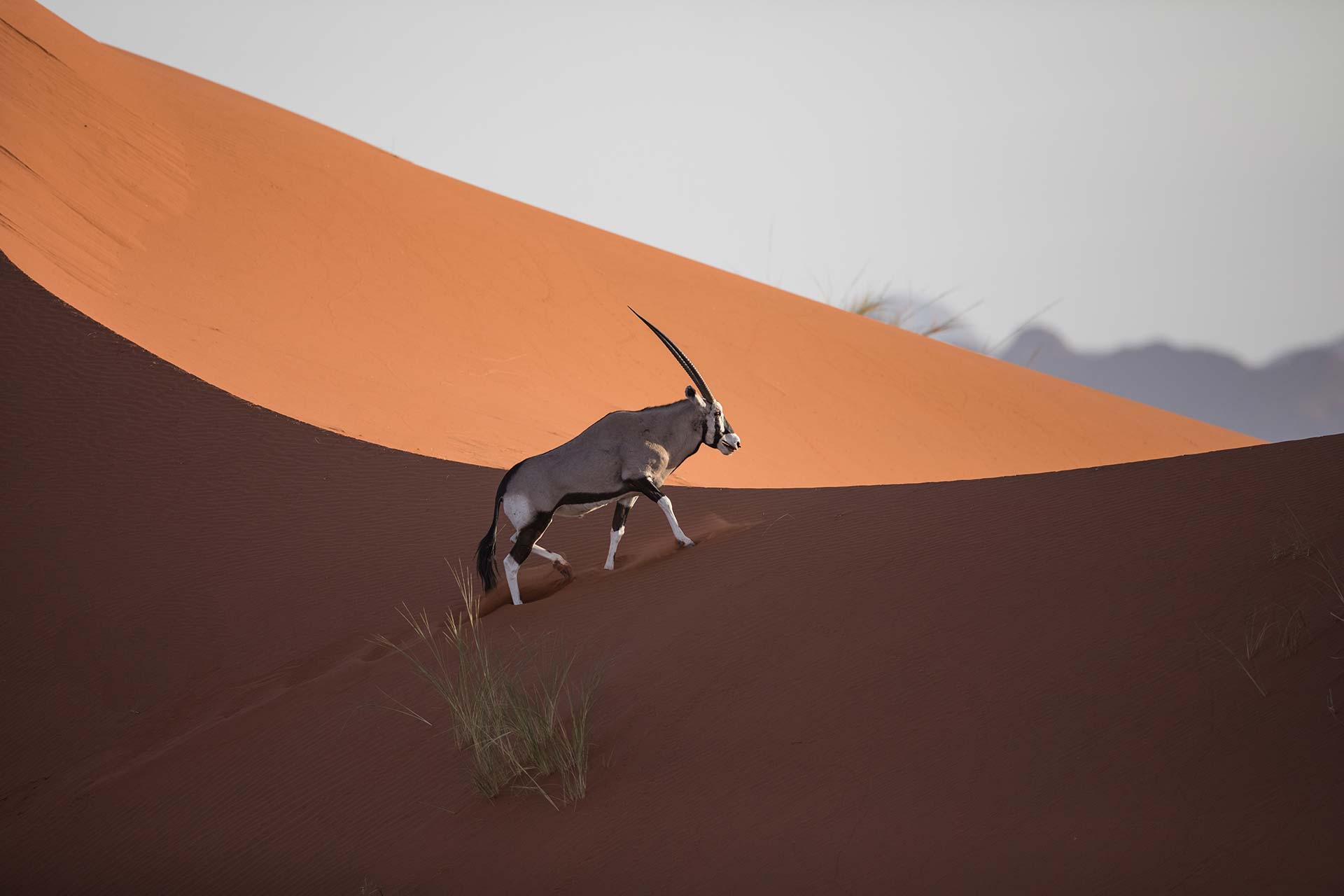 An oryx wandering along orange dunes