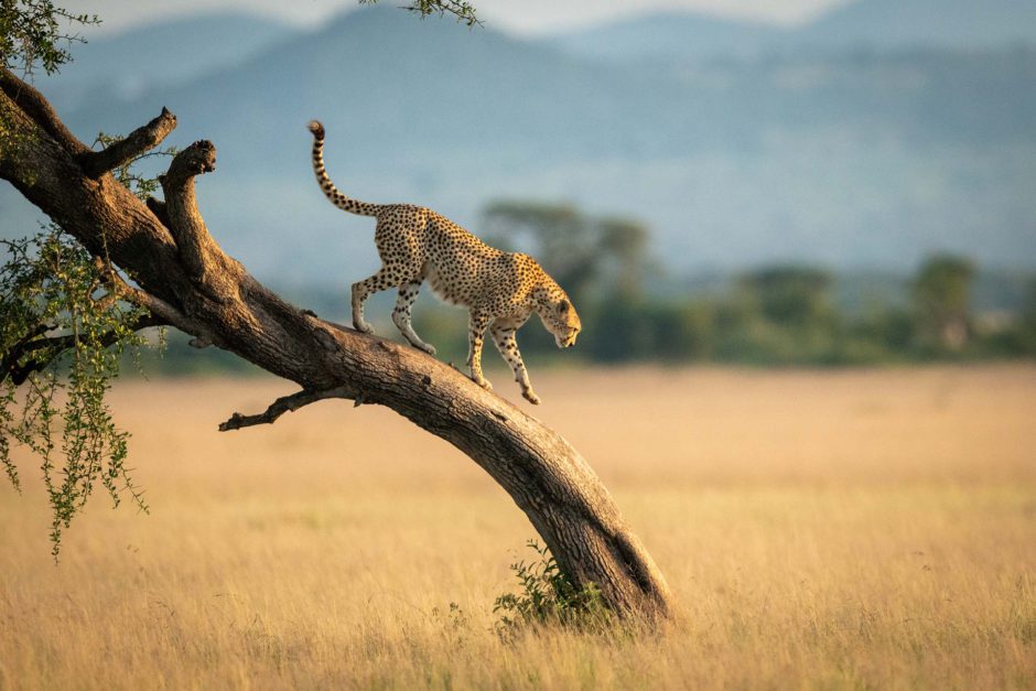 Un guepardo caminando por un árbol retorcido en el Serengeti