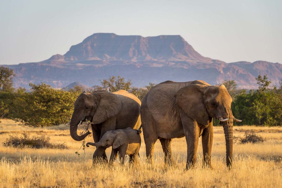 Erleben Sie an die Wüste angepasste Elefanten - eine der eindrucksvollen Aktivitäten in Namibia