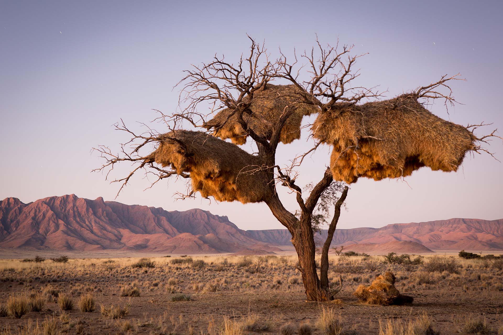 Un árbol con múltiples nidos de tejedores sociables