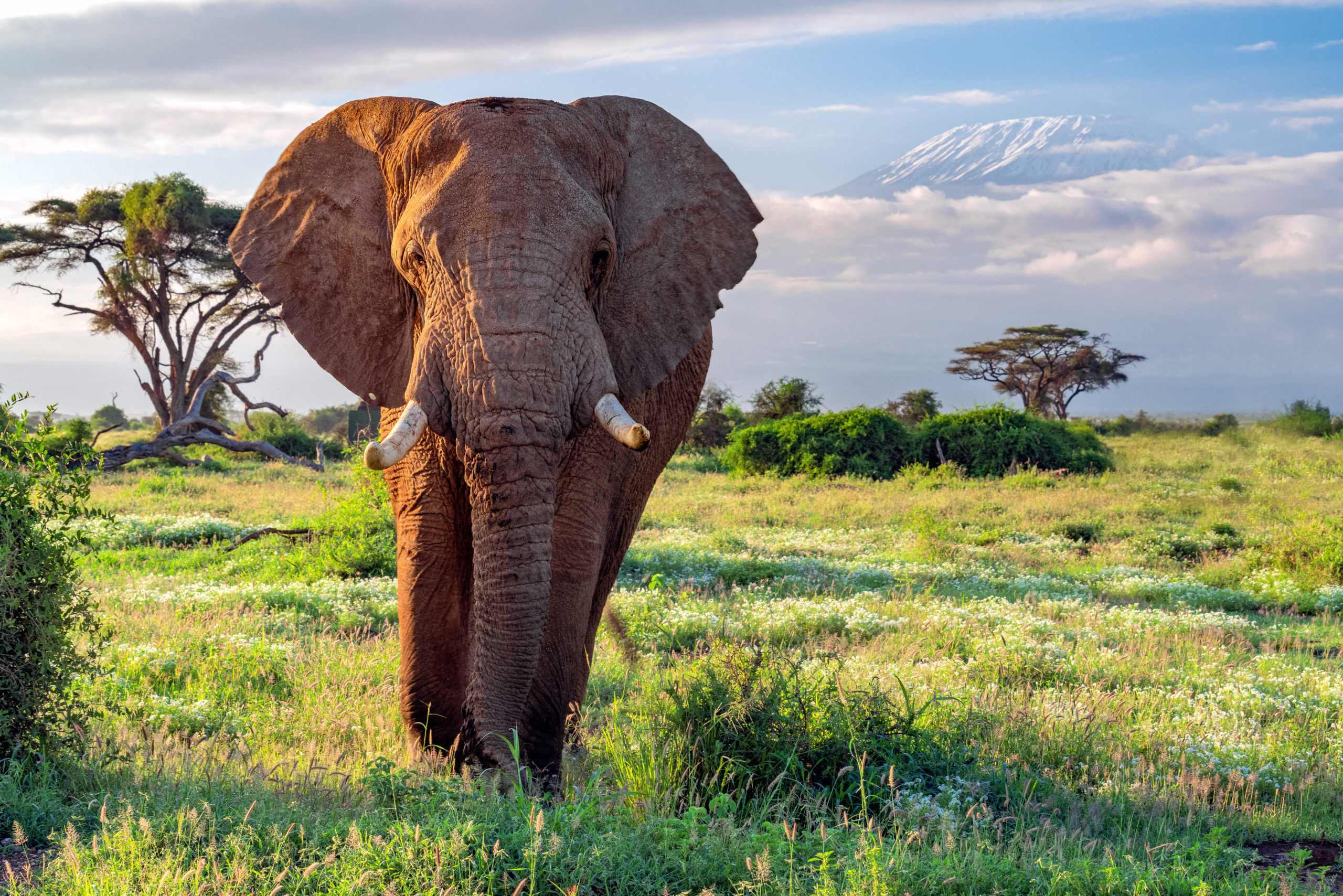 A classic image of an African elephant walking in shadow of Mount Kilimanjaro in Amboseli National Park