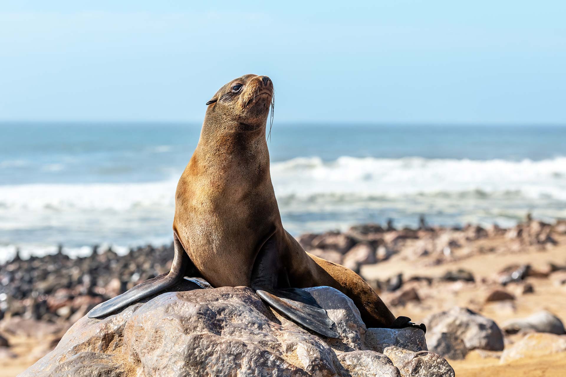 Foca-do-cabo absorve o sol