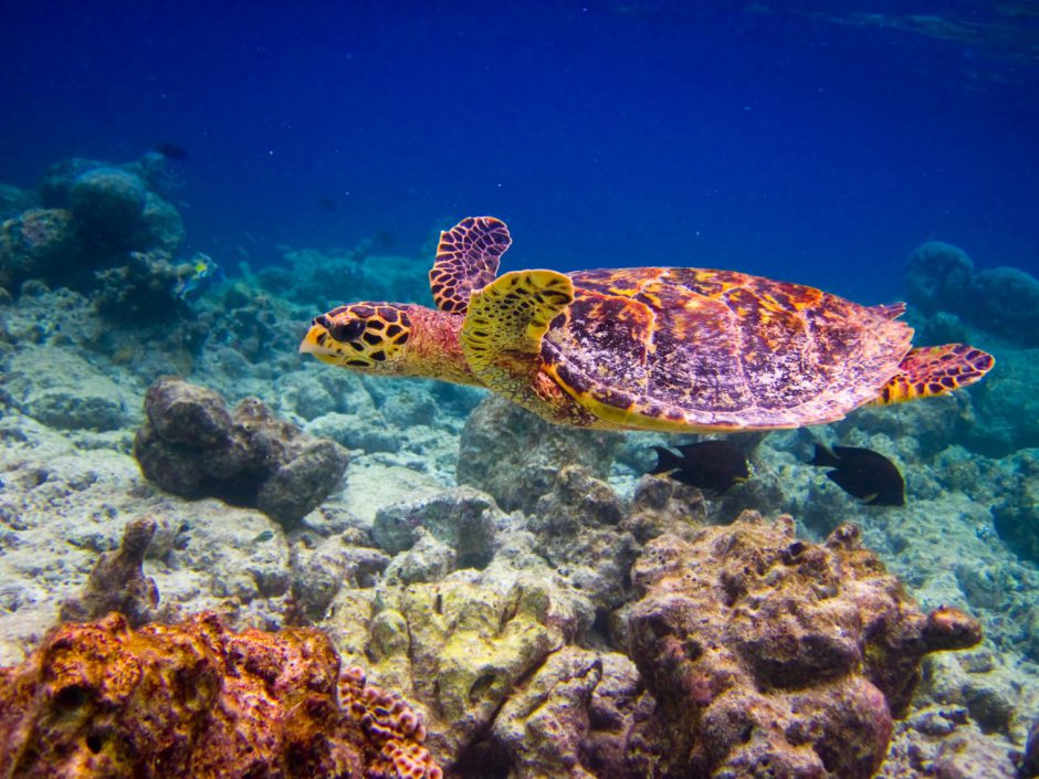 Vive momentos mágicos con la vida de las tortugas en Seychelles