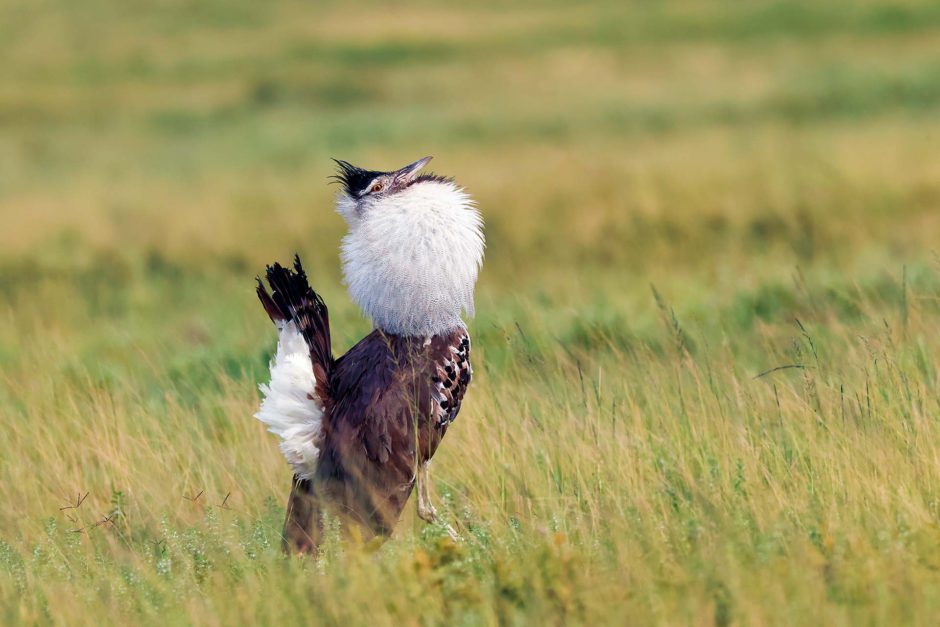 Kori Bustard, una de las aves emblemáticas del Serengeti