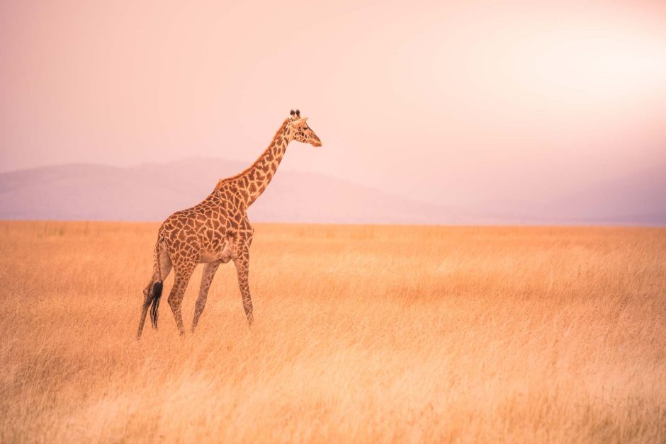 Girafa solitária no Parque Nacional Serengeti ao pôr do sol