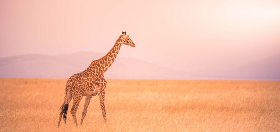 Girafa solitária no Parque Nacional Serengeti ao pôr do sol