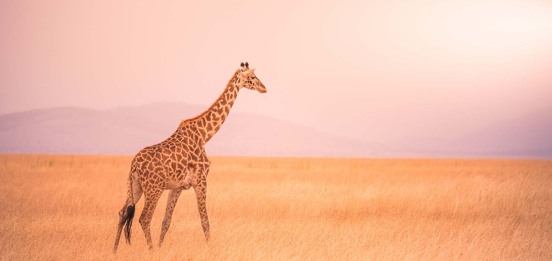 lonely giraffe in the savannah serengeti national park at sunset,