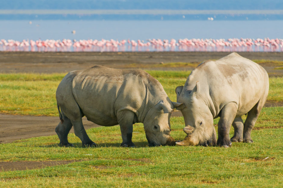 Rhinos enjoying a tasty snack in Lake Nakuru National Park