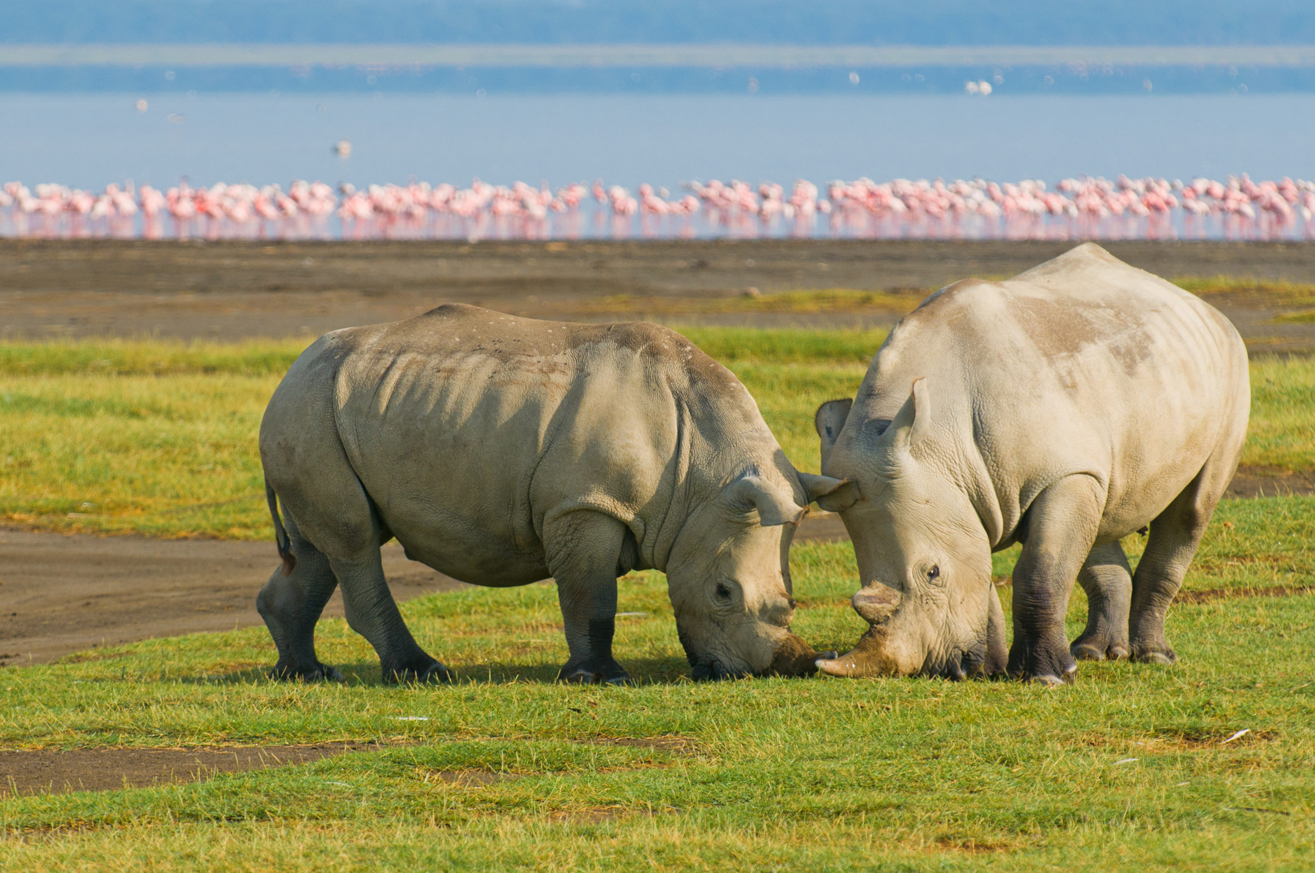 Rinocerontes desfrutando de um lanche saboroso no Parque Nacional do Lago Nakuru