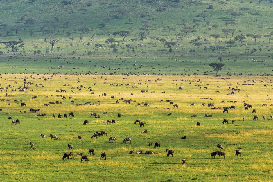 Planícies cênicas do Serengeti com gnus e zebras