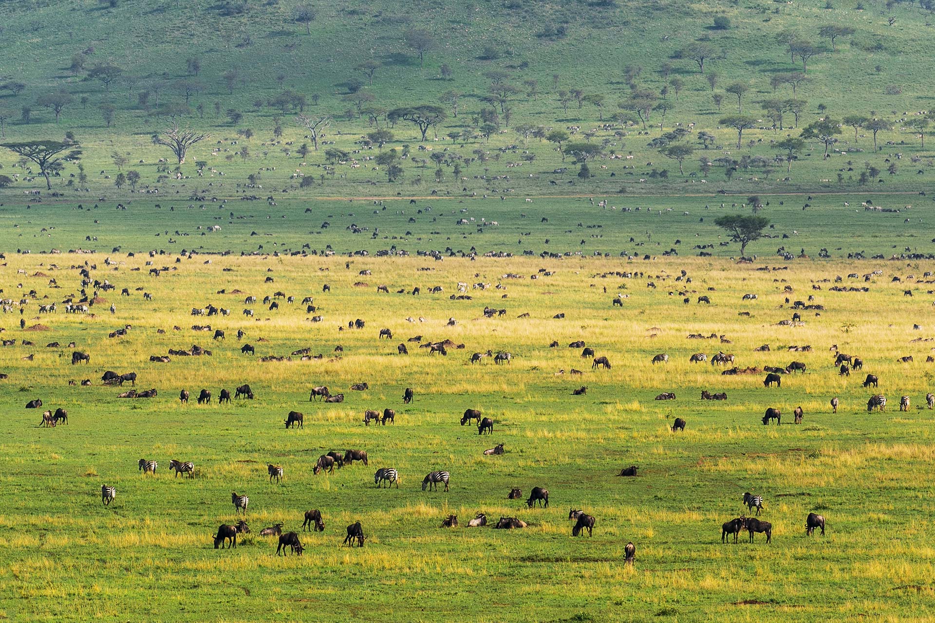 Grazing wildebeest in green grass