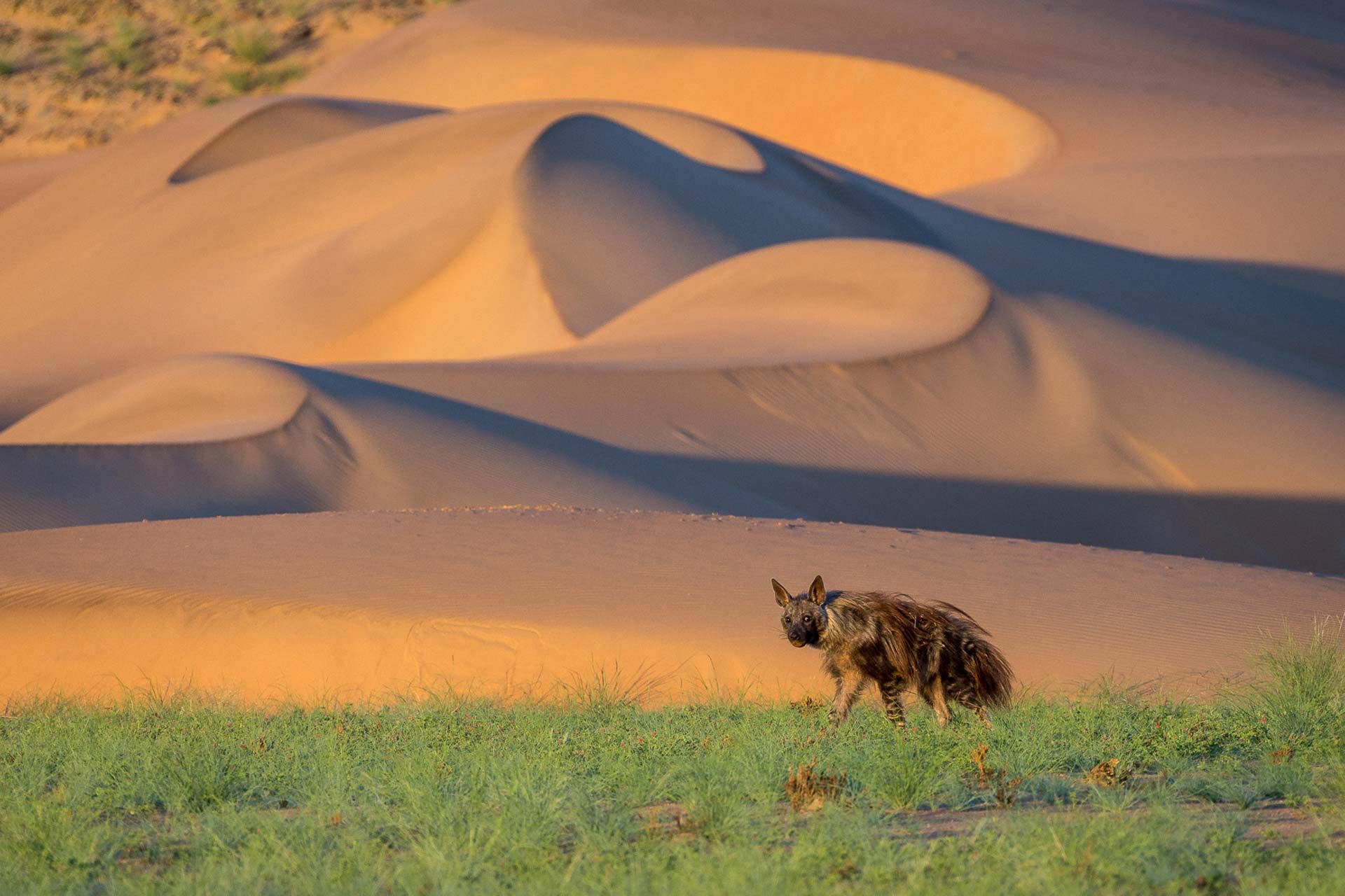 La hiena marrón se adaptó para sobrevivir en los áridos desiertos de Kalahari y Namib