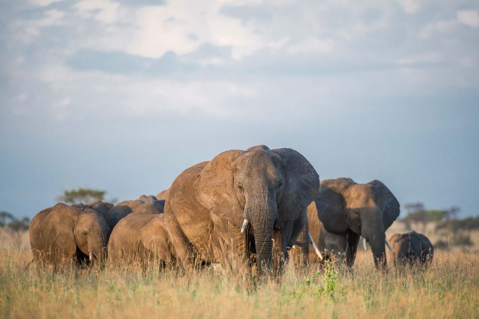 Elefantes no Parque Nacional Serengeti