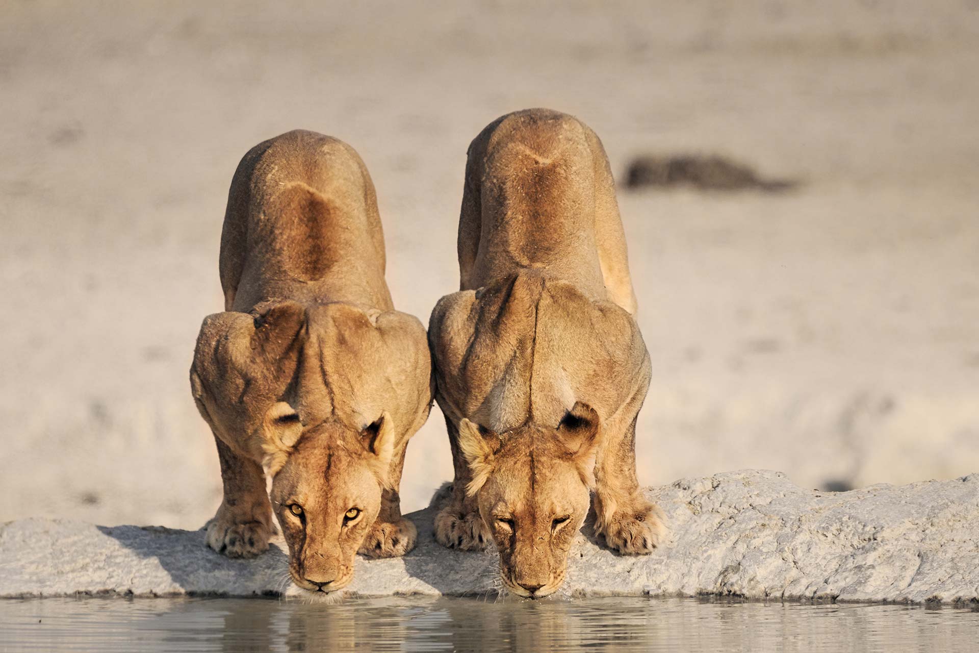 Leones adaptados al desierto en Namibia