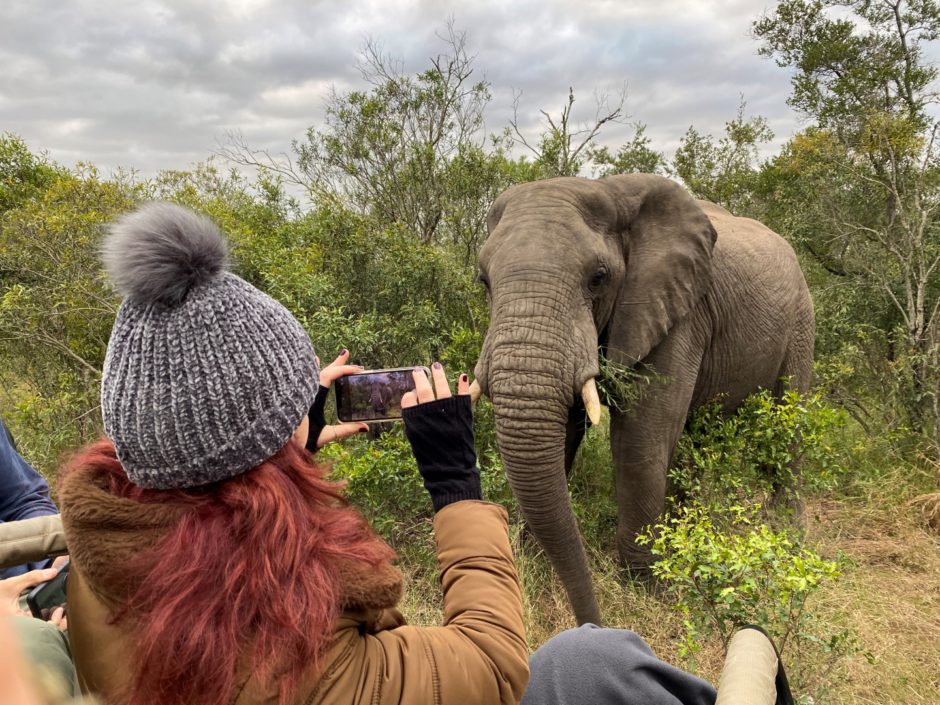 Elefant nahe eines Safarifahrzeugs