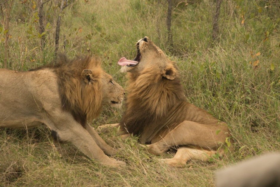 Male lions yawning in Sabi Sand Game Reserve