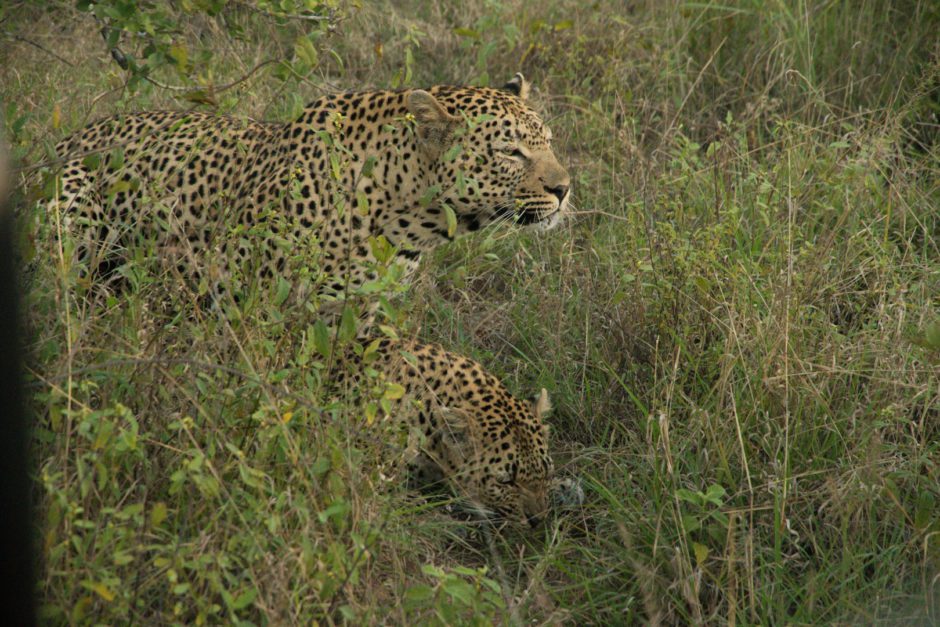 Zwei Leoparden bei der Paarung nahe der Silvan Safari Lodge