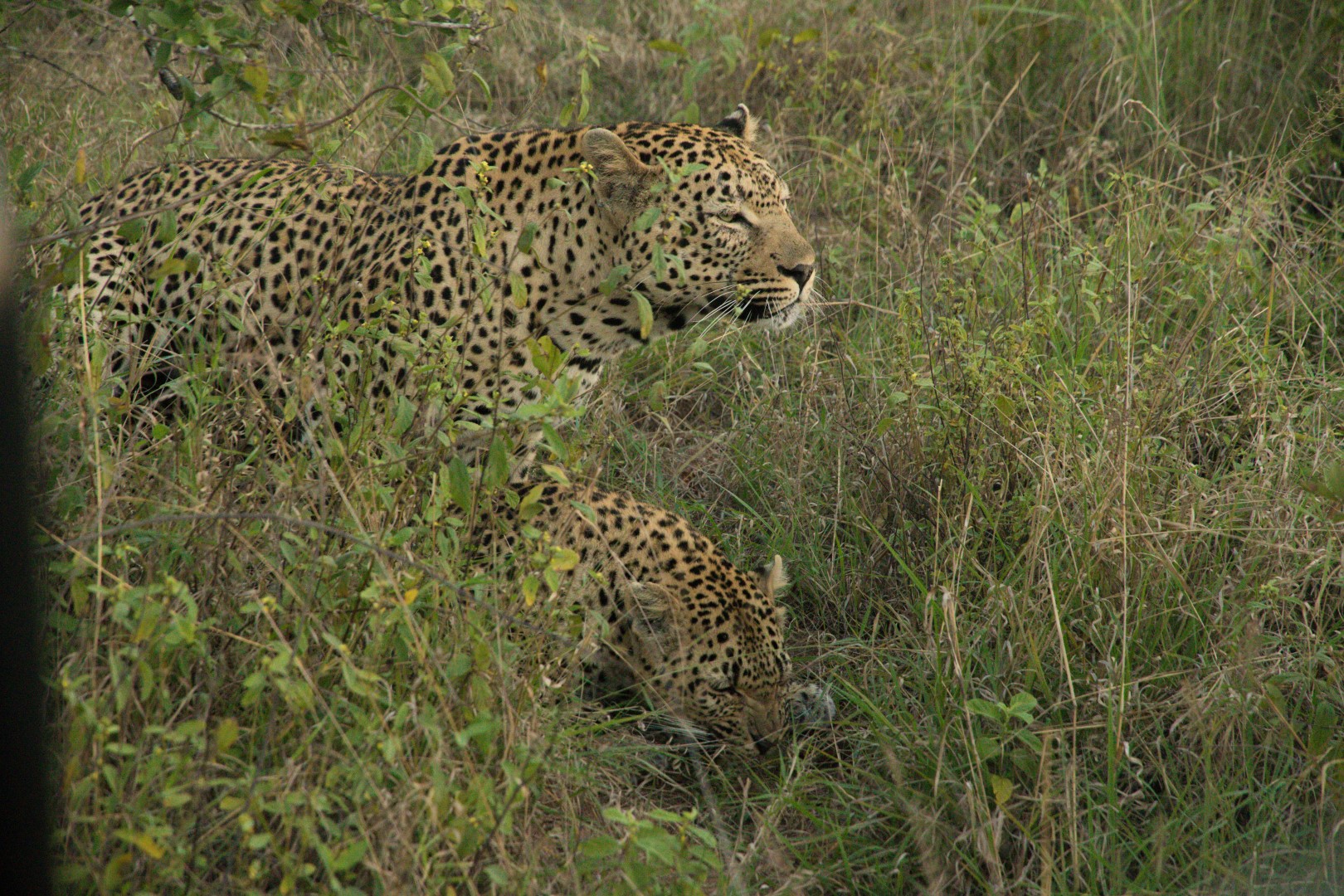 Une observation extrêmement rare, photo : Michelle Welvering