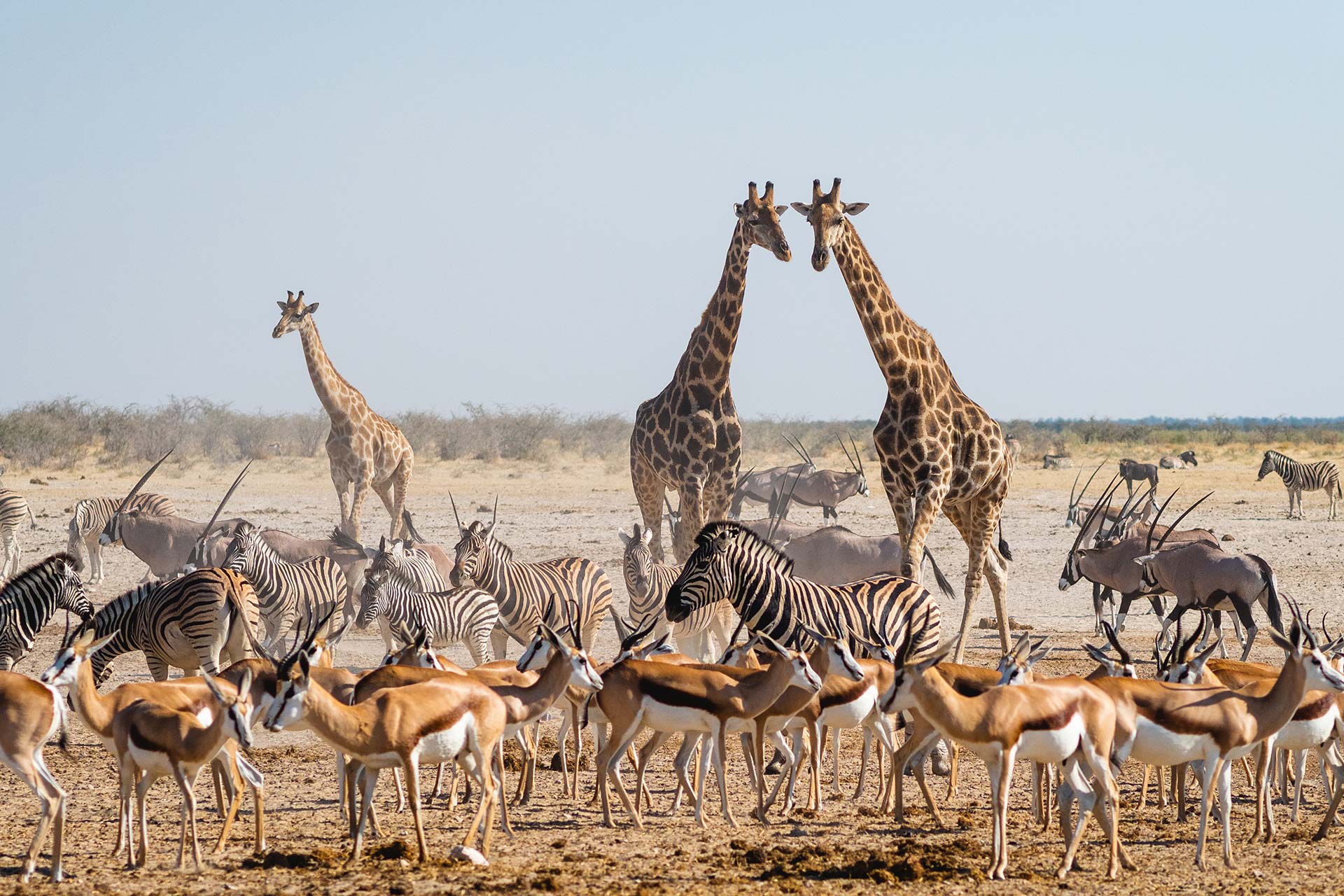 Many different wildlife gathering in Etosha National Park