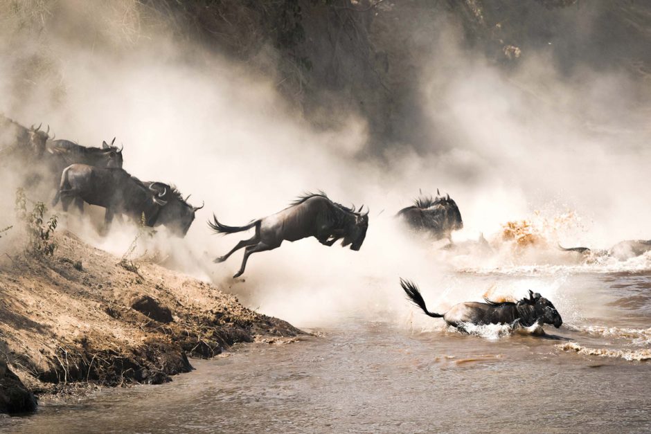 Gnus dando um salto de fé no rio Mara