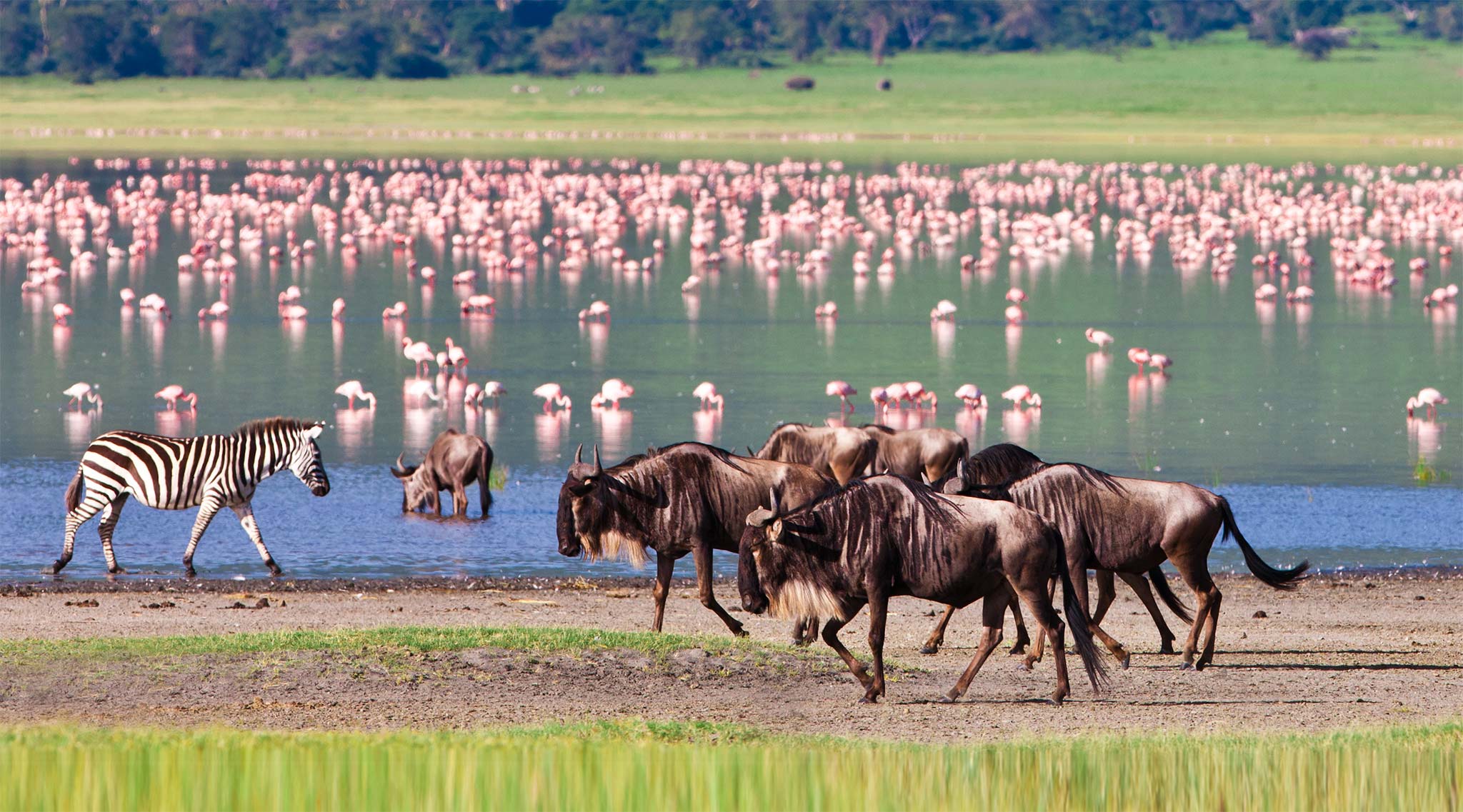 Wildebeest and flaming gather in the Ngorongoro Crater in Tanzania