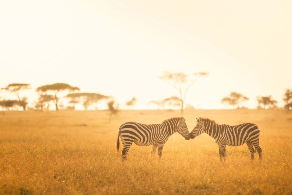 Zebras carinhosas no Serengeti 