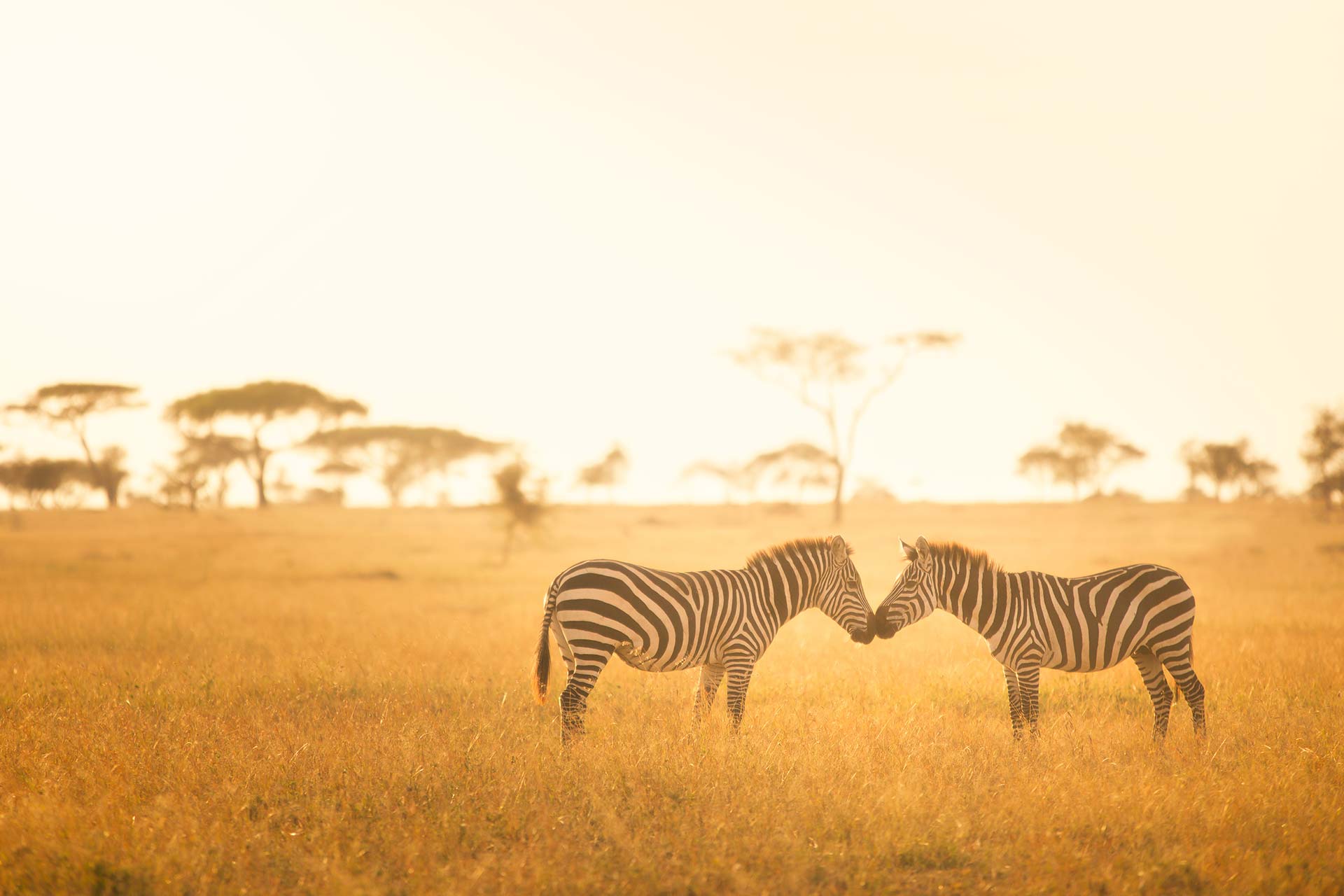 Zebras in der Serengeti