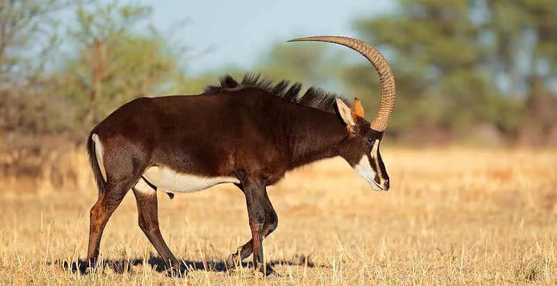 Sable Alley toma su nombre de las sorprendentes especies de antílopes que se encuentran en esta región