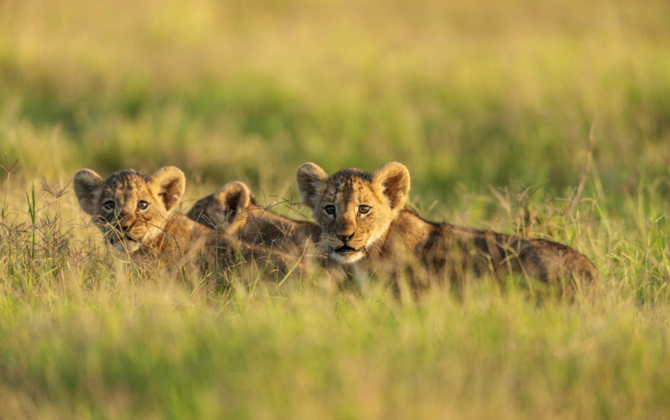 Leoncitos cachorros a la luz de la mañana en Amboseli, Kenia