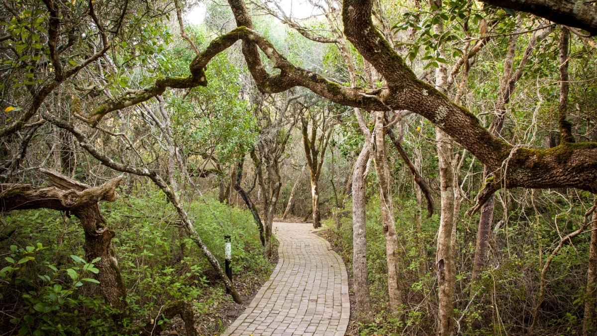 Eine der besten Unterkünfte an der Whale Route mit Zugang zu einem Wald