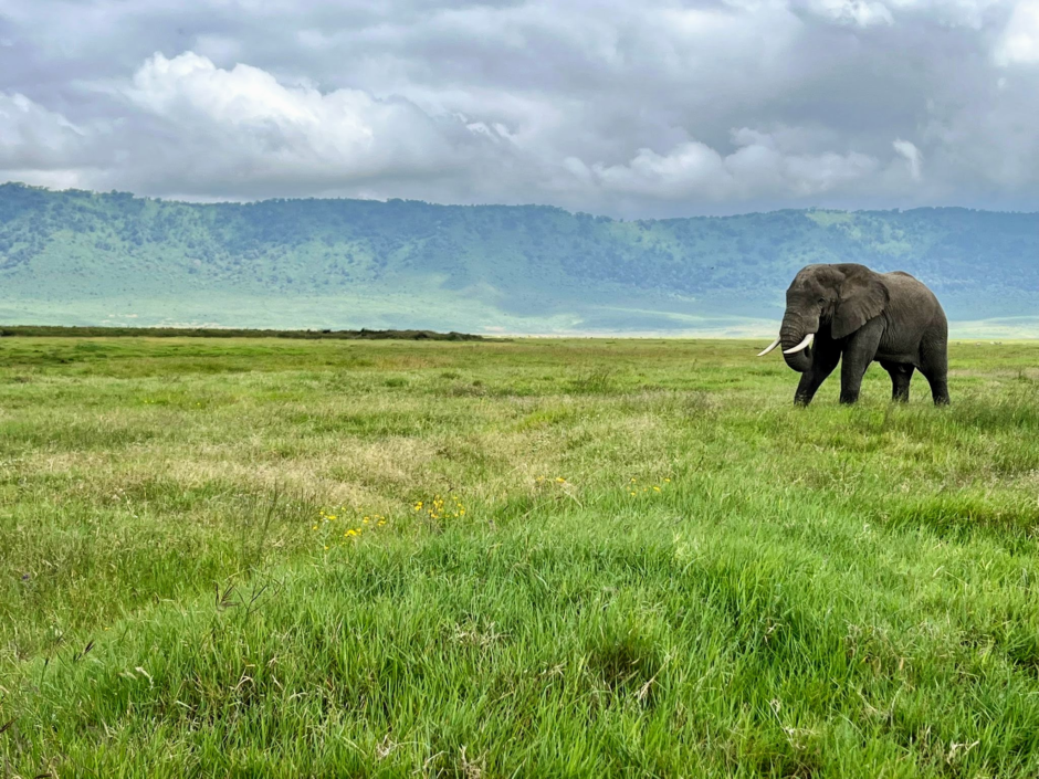 Tout autour de nous, les parois du cratère de Ngorongoro