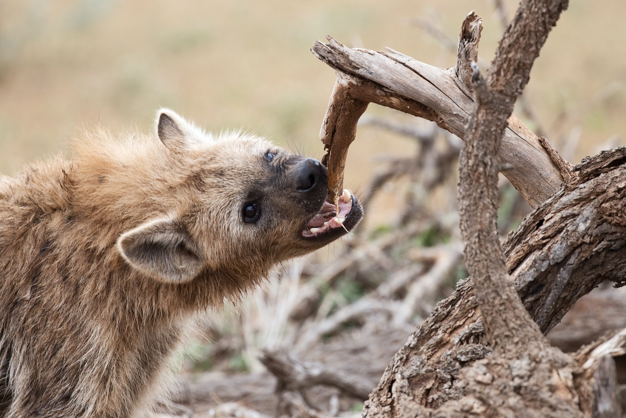 hyena-teeth-hans-veth