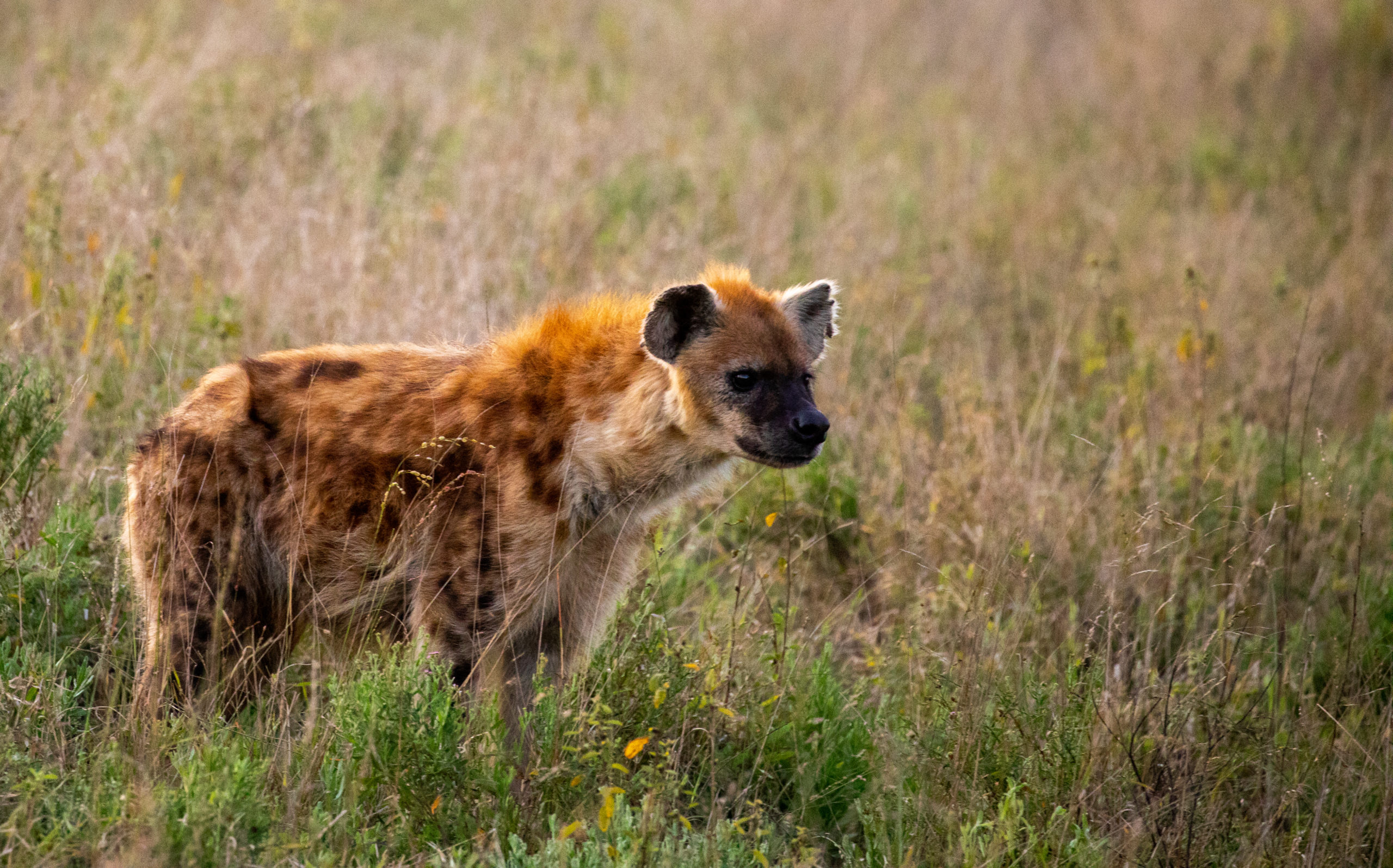 silvan-hyena-in-evening-light-june22-brad-mitchell-2-scaled.jpg