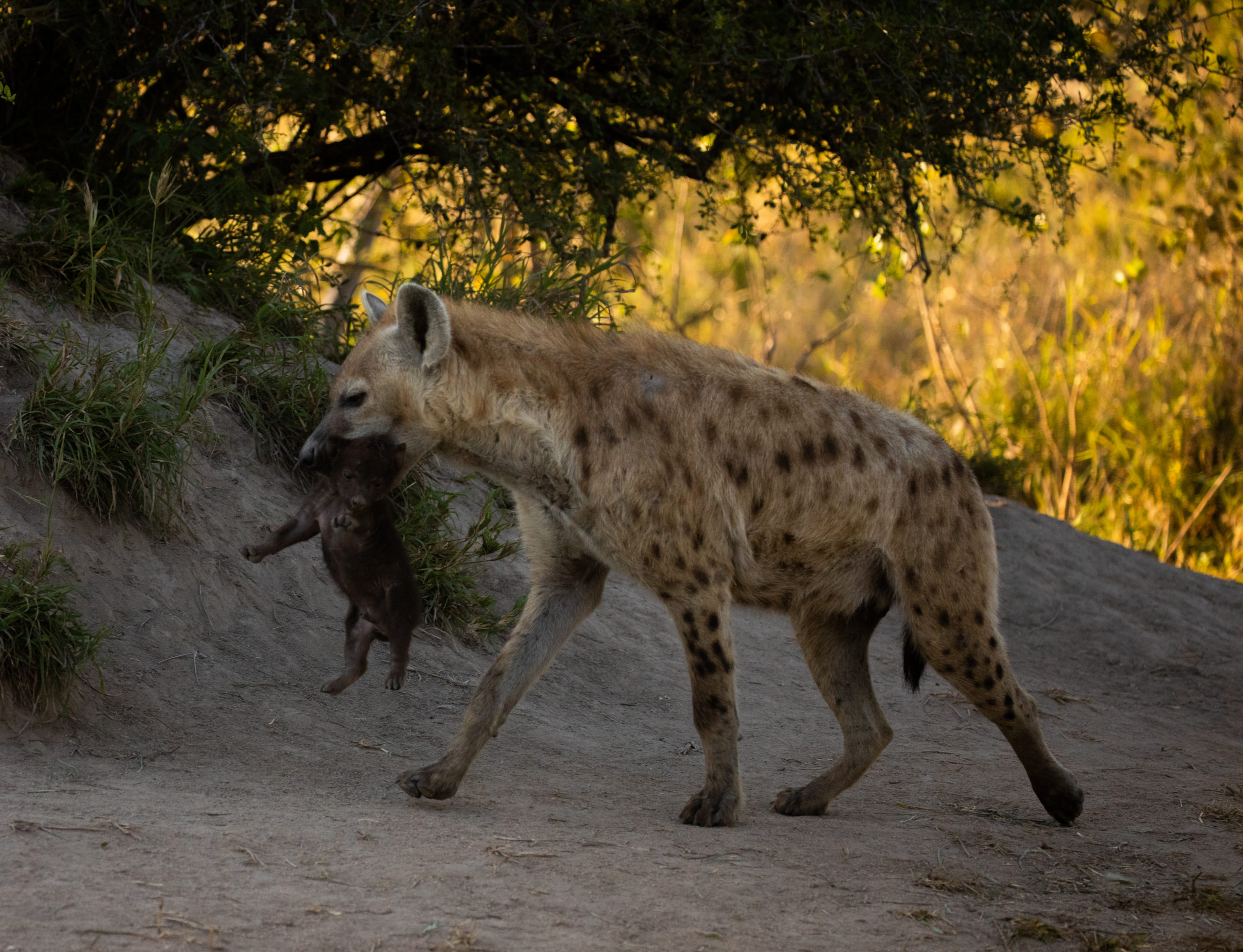 silvan-hyena-with-pup-june22-brad-mitchell