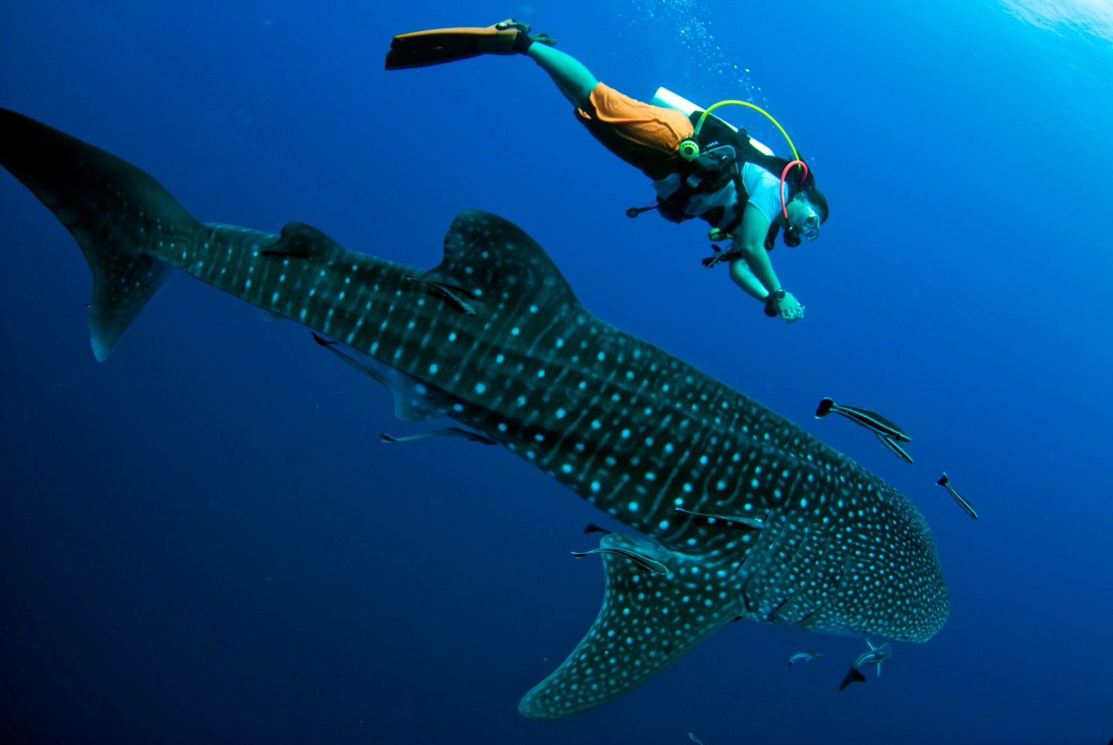 Diver with whale shark in the Maldives