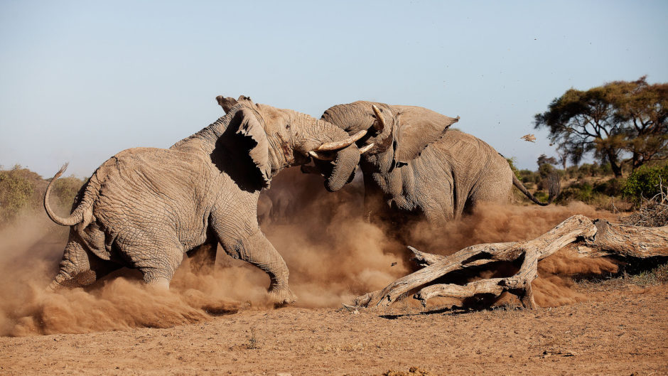 Impresionantes avistamientos de animales lo espera