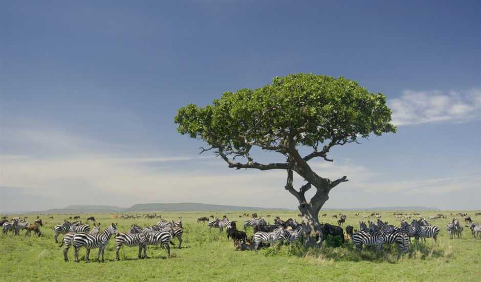 Wildlife grazing in the Serengeti National Park