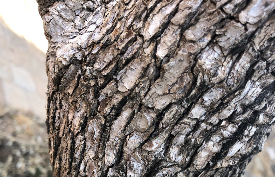 leadwood-bark