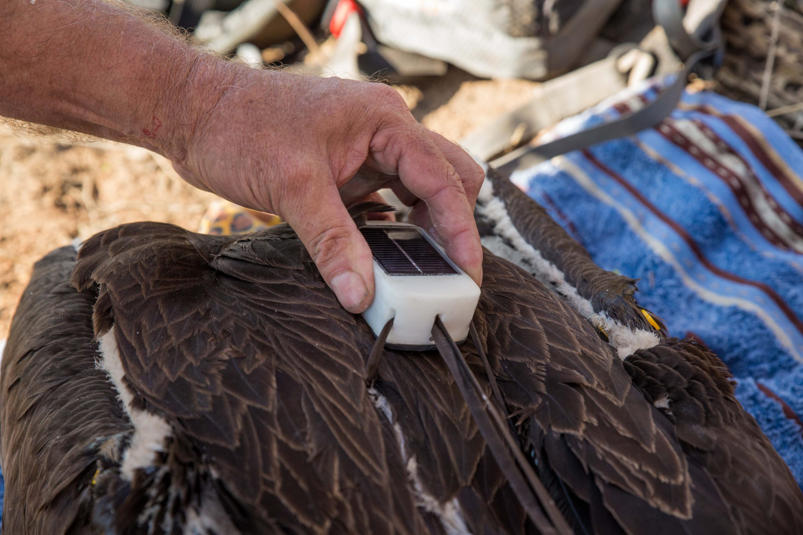 Technology development by WildlifeACT to help track wildlife