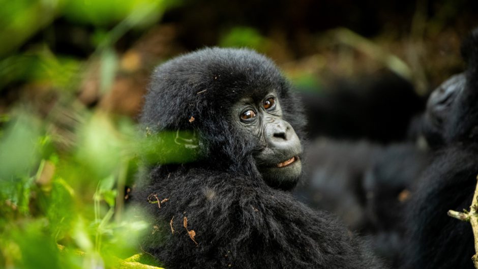 Young gorilla making eye-contact - Lewis Hamilton in Africa