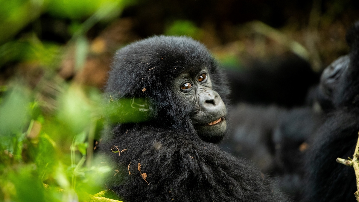 El trekking de gorilas en Ruanda es una experiencia inigualable