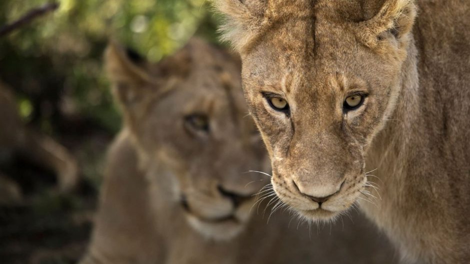 Dos leonas en la reserva privada Sabi Sand