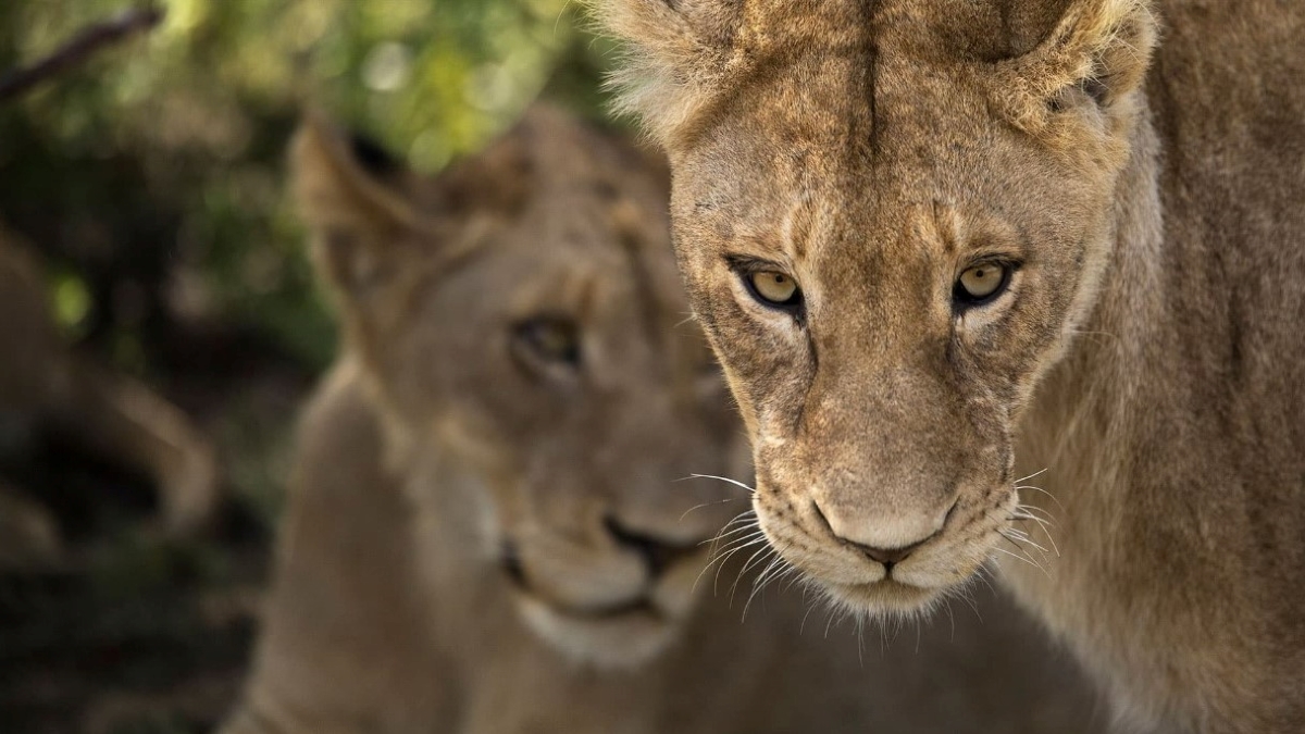 Two lionesses in the private Sabi Sand Game Reserve