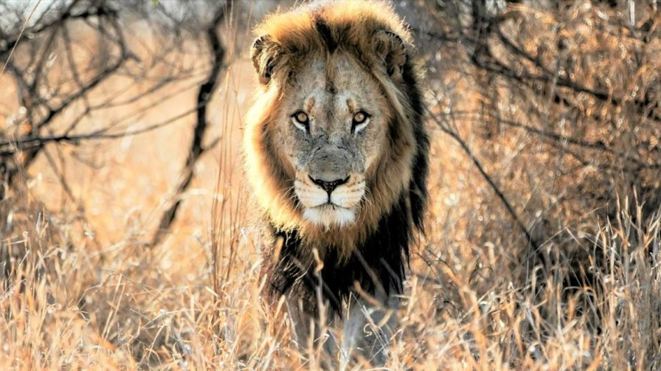 Lion majestueux dans le parc national Kruger