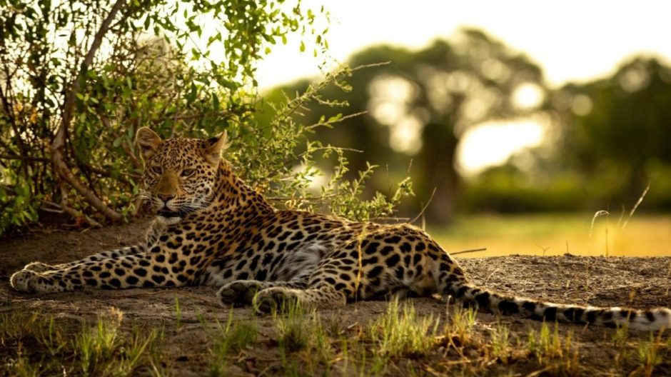 Leopardo majestuoso en el desierto de Botsuana