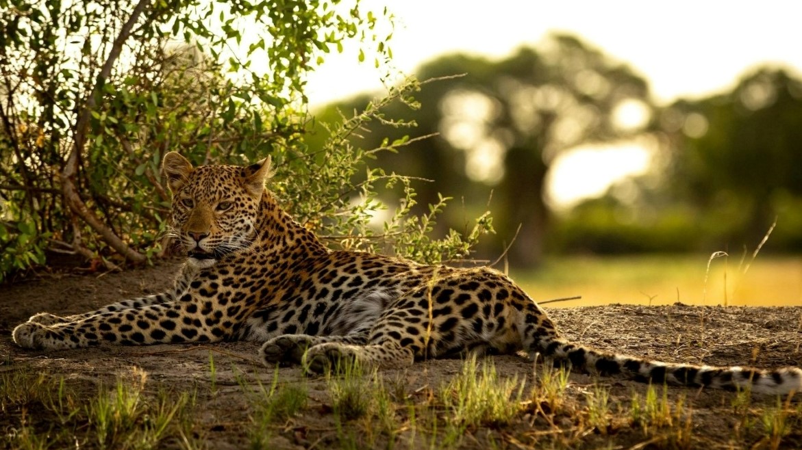 Stately leopard in the Botswana wilderness