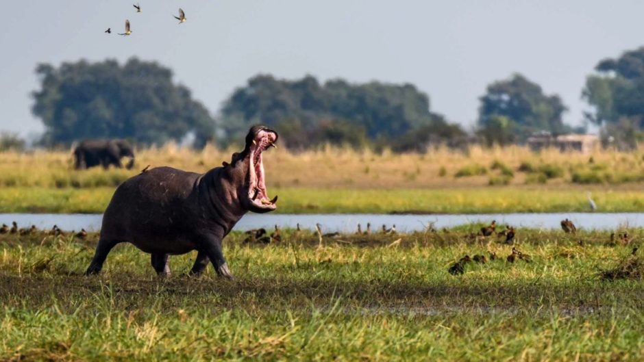 Ein Nilpferd am Ufer des Chobe River