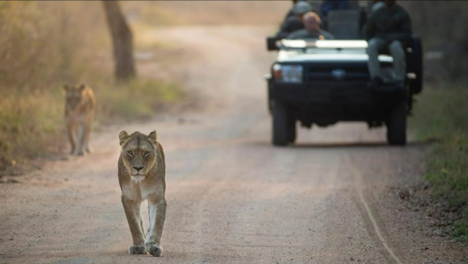 Un lion se balade dans le parc national Kruger