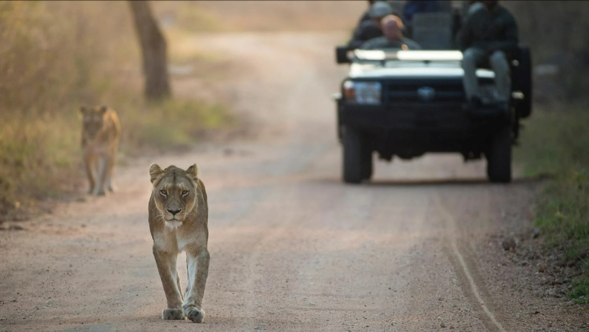 Lioness spotted in the road