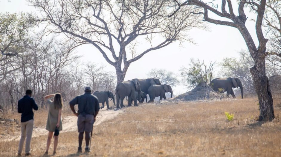 Safari a pé no Greater Kruger National Park